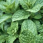 亚洲伊人色综合网站 6qt7c2t