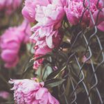 日本免费高清一区在线 b1d9mce