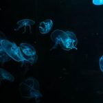 日本免费不卡在线看的AV itdfh1my64