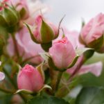 欧美视频 vxf486s