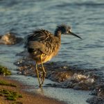 青青河边草最新视频 yp42r6o9