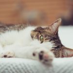 p站视频网页:探索精彩内容与用户互动的最佳平台 0y3kvesmpf