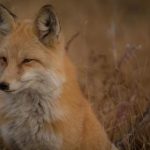 帝王计划拍的真烂:揭示其背后的制作失误与剧情漏洞 1ulqq