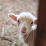 二次元美图:探索梦幻世界中的绚丽角色与场景 83o11mm