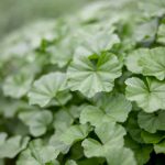 帝王计划怪兽遗产高清在线观看:探索未知的惊险世界 chzk0odc