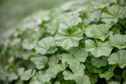 帝王计划怪兽遗产高清在线观看:探索未知的惊险世界 帝王计划怪兽遗产高清在线观看:探索未知的惊险世界
