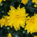 如何下载和安装Kuaishou APK,畅享短视频乐趣 gpuh9g