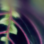 叭哥黑料爆料:揭开娱乐圈不为人知的秘密与真相 ky51lxad