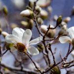 再接再励中哪个字是错别字?解析与纠正 m4565o9