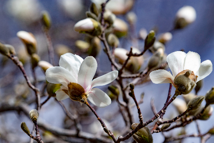 再接再励中哪个字是错别字?解析与纠正 再接再励中哪个字是错别字?解析与纠正
