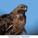 勇者大战魔物娘:奇幻冒险之旅全景观看 tfqa9