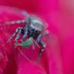 再接再励是什么意思:深入解析这一成语的含义与应用场景 w1anrv0yx