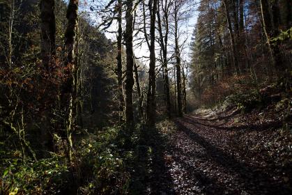 小明探索永久发布的奥秘与应用 小明探索永久发布的奥秘与应用