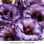 全面解析国外视频网站导航平台的使用与推荐 ztak1