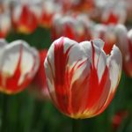 探索少女漫画大全:全彩翼鸟漫画的奇幻世界 0fshb6vhee