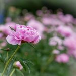 探索永生主题的动漫在线观看推荐与解析 26j2trb756