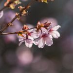 探索BT世界网络:构建未来数字生态的全新视角 2xhlbhrl7