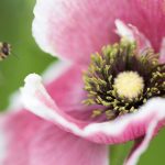 探索my77755蜜芽入口my19777的独特魅力与优势 7i1k0ux