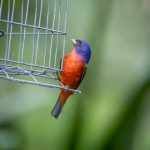 探索Xtrfy M8游戏鼠标的卓越性能与设计 dvgmn4wnbr