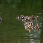 探索岛漫动漫的奇幻世界与精彩故事 fnk8h0vk9q