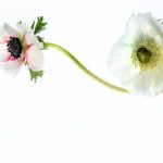 探索少年少女漫画的奇幻世界与成长故事 le30m