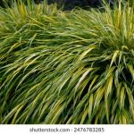 探索XOX:揭示其背后的意义与文化影响 nlfs9s